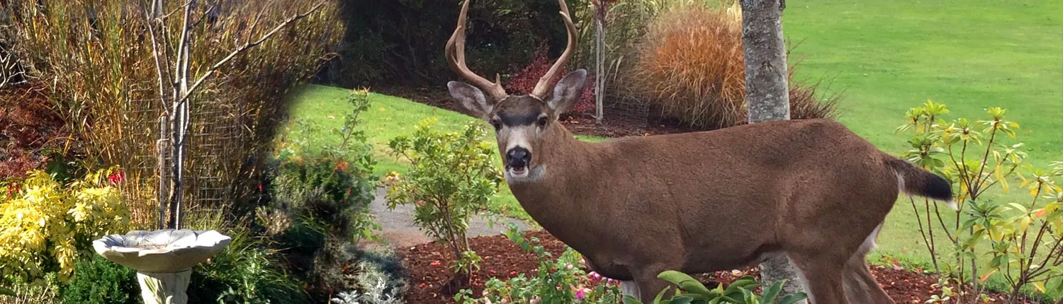 Landscaped gardens with wildlife presence