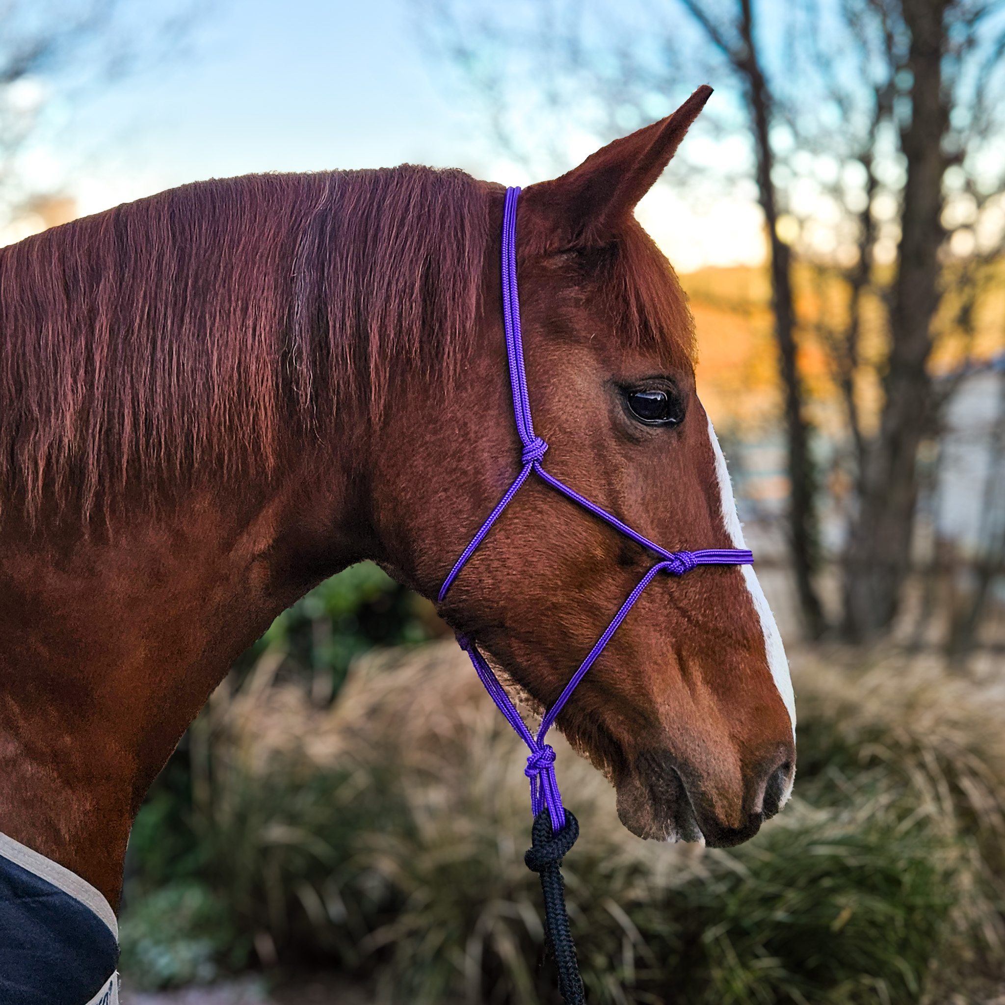A chestnut horse wearing a handcrafted purple rope halter from Ponies &amp; Pups, designed for clear communication in groundwork.