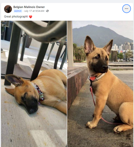 A young Belgian Malinois at Their Best Life Dog Sanctuary