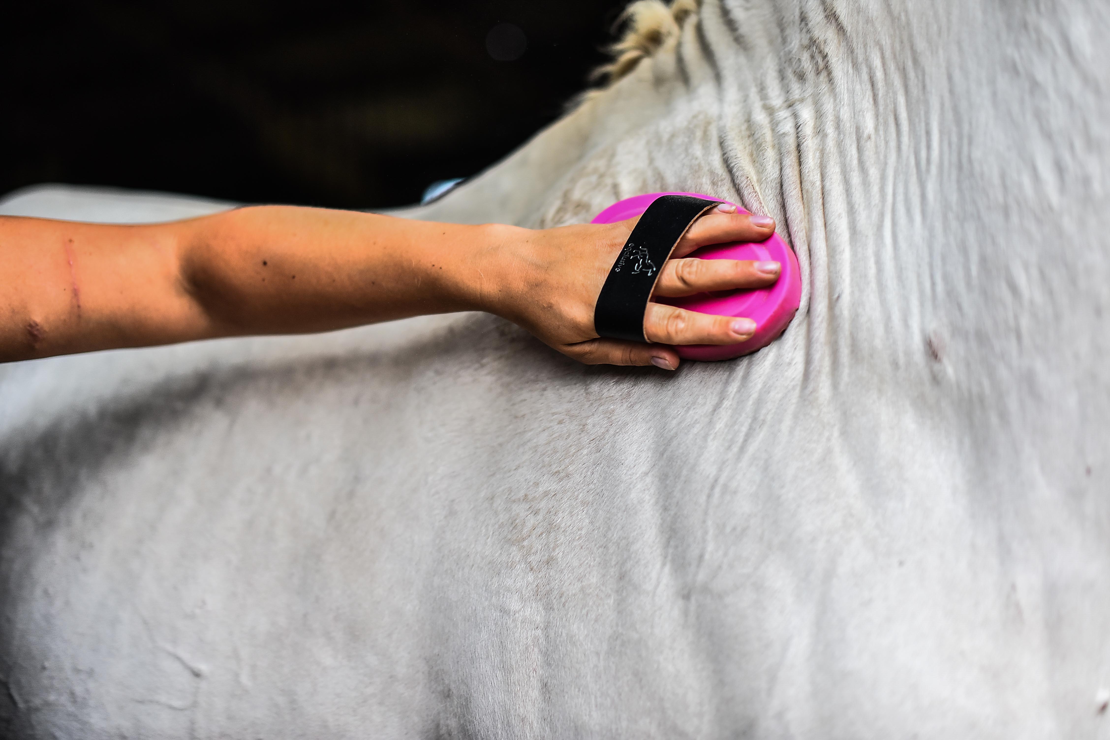 Grooming With Eqclusive Brush