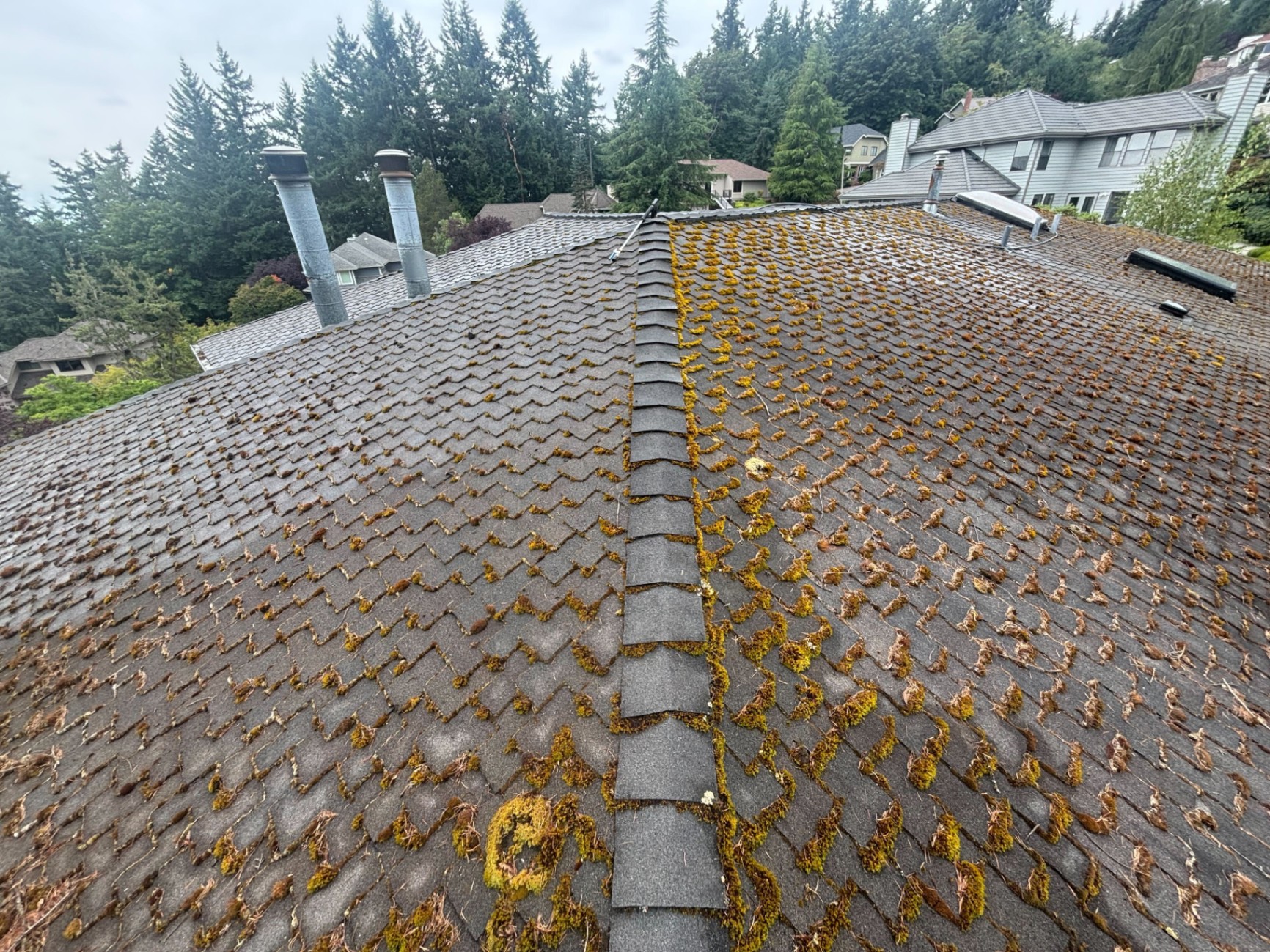Close up of moss growth to show the problem