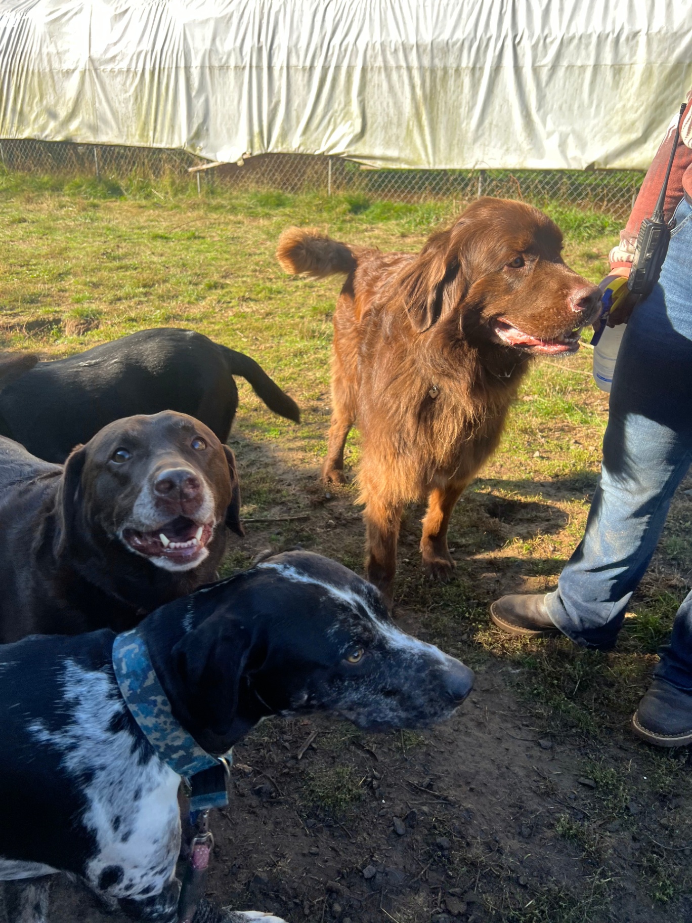 Three dogs enjoying supervised outdoor playtime