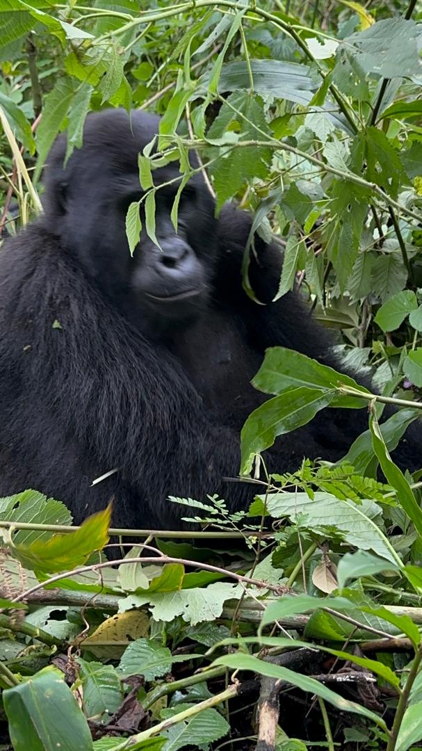 Eco-luxury lodge views on a 3-Day Luxury Fly-In Gorilla Safari