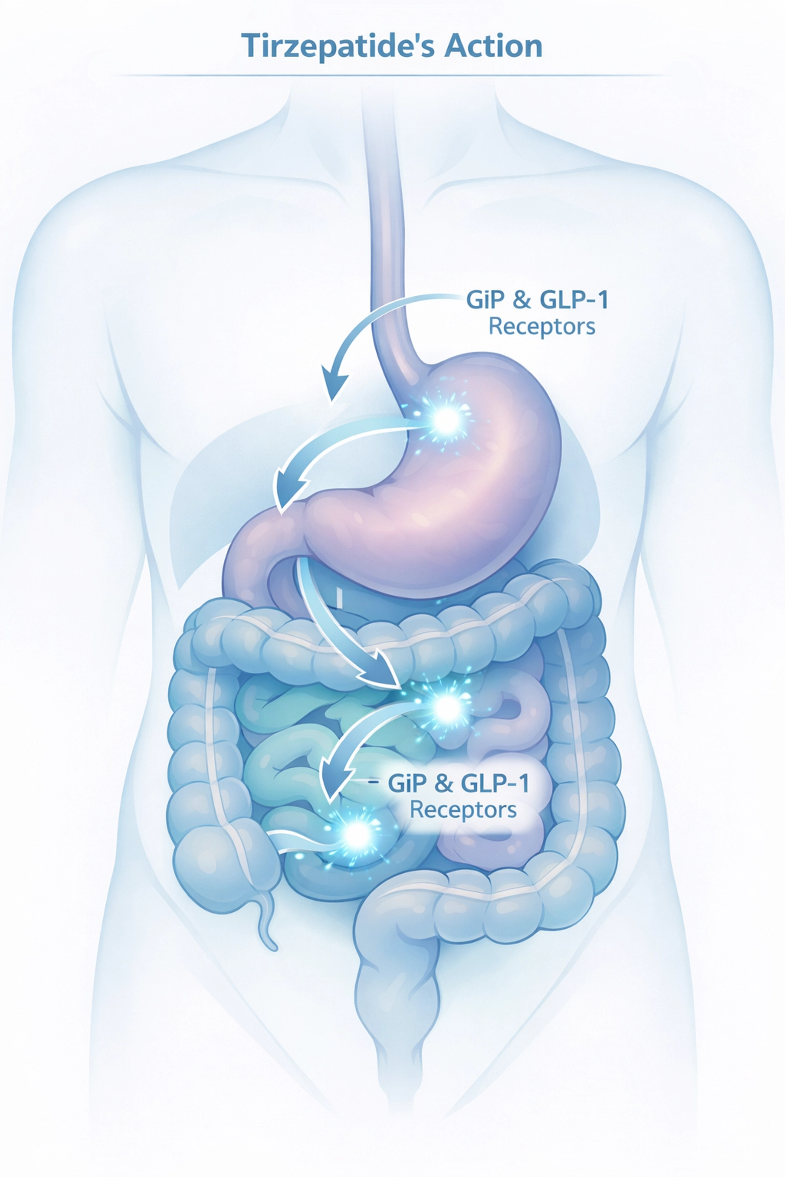 Medical illustration showing how tirzepatide works on GIP and GLP-1 receptors