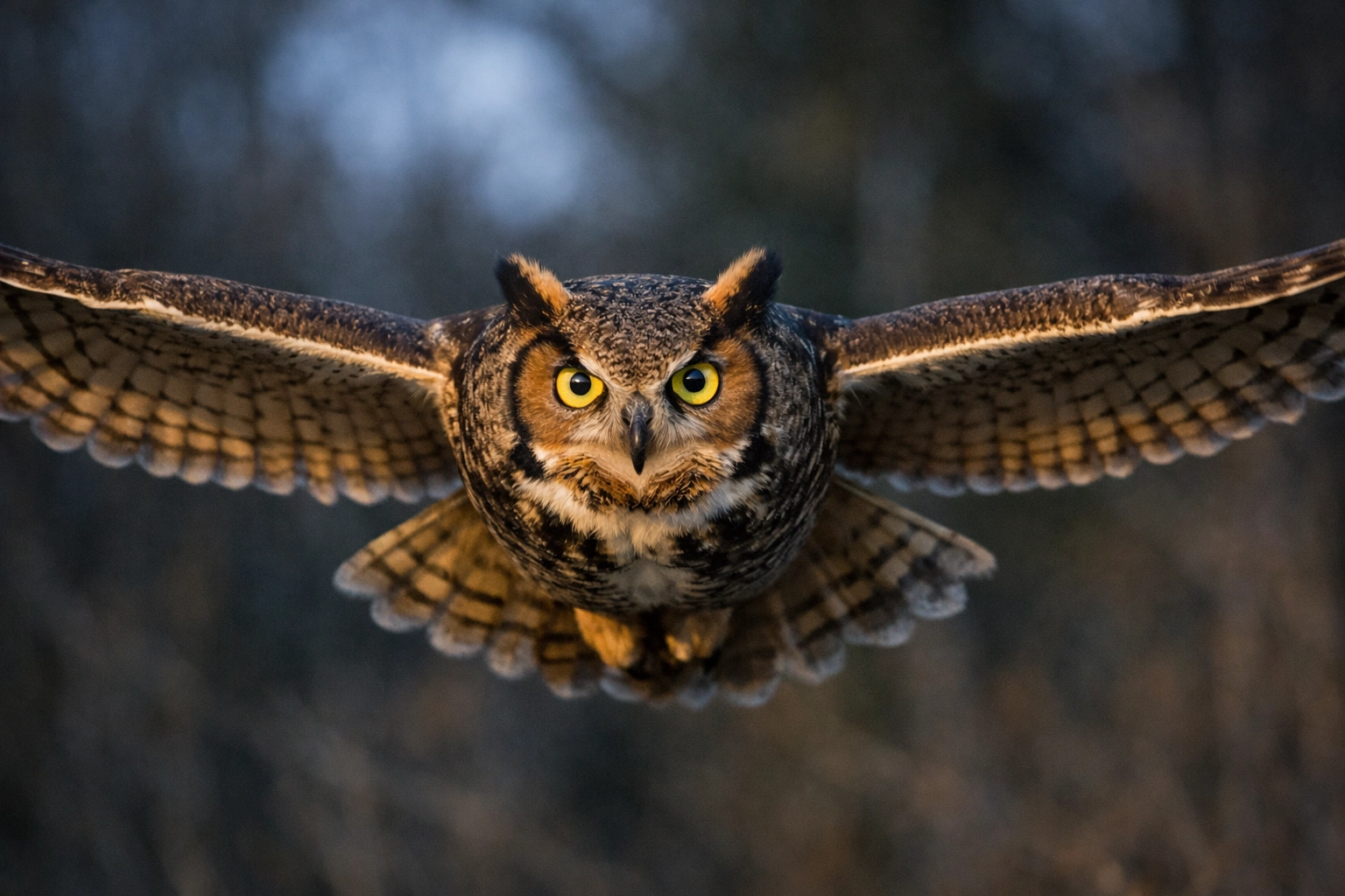 A Great Horned Owl in flight representing precision in animal-brand sponsorship alignment.