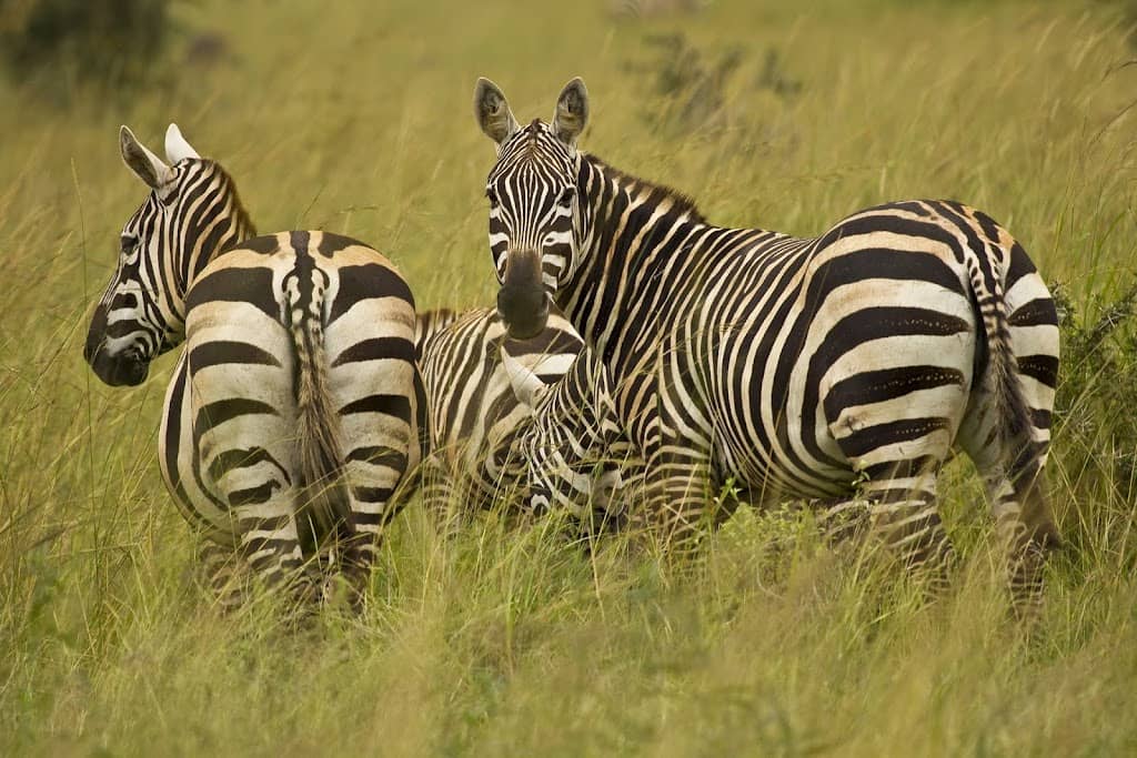 Safari vehicle driving from Bwindi highlands to Queen Elizabeth National Park savannah on luxury Uganda safari