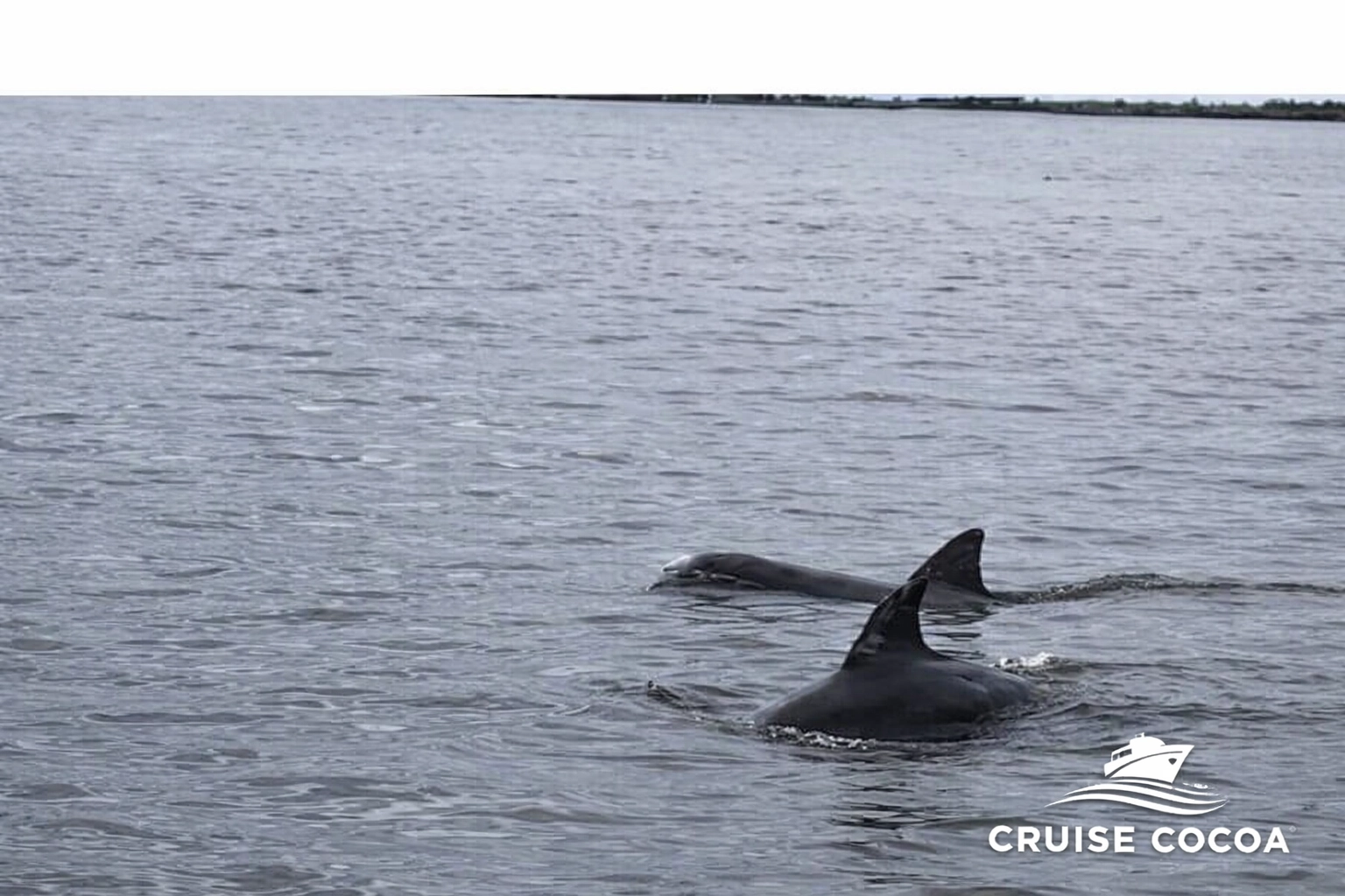 Dolphins in the Indian River Lagoon