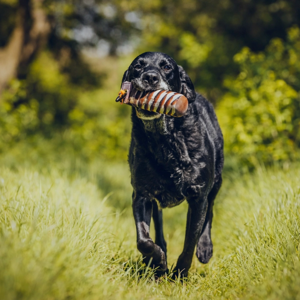 A black gundog confidently returns through tall grass carrying a training dummy, demonstrating effective retrieve skills developed through personalised, owner-focused gundog training sessions. The bright, natural setting highlights the dog’s enthusiasm and focus.