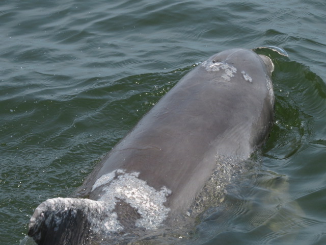 Florida manatee surfaces near sightseeing vessel