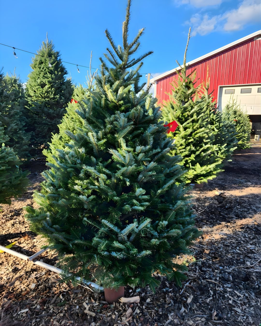 Christmas Trees