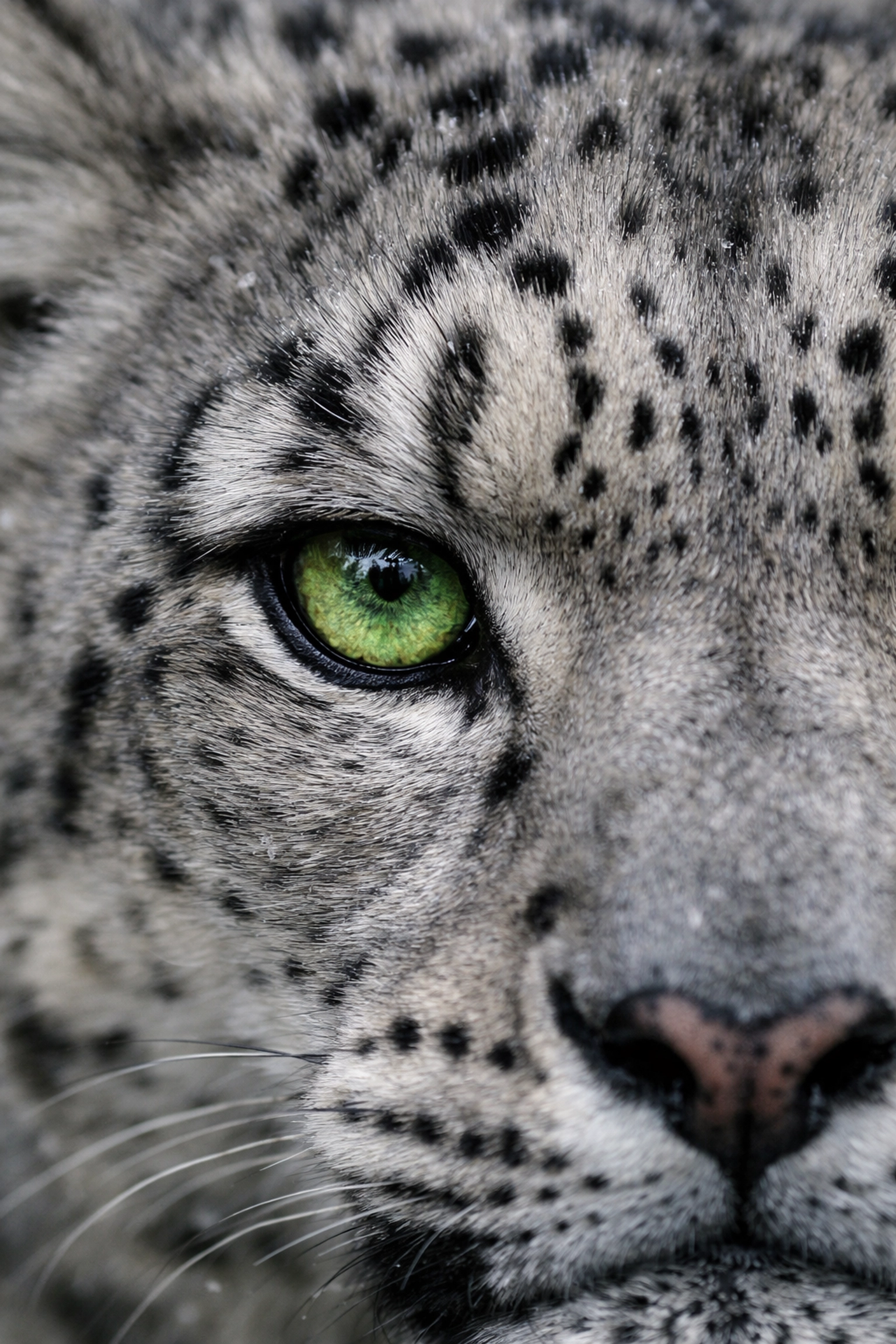 Close-up of a snow leopard's eye and spotted fur illustrating detail in conservation storytelling.