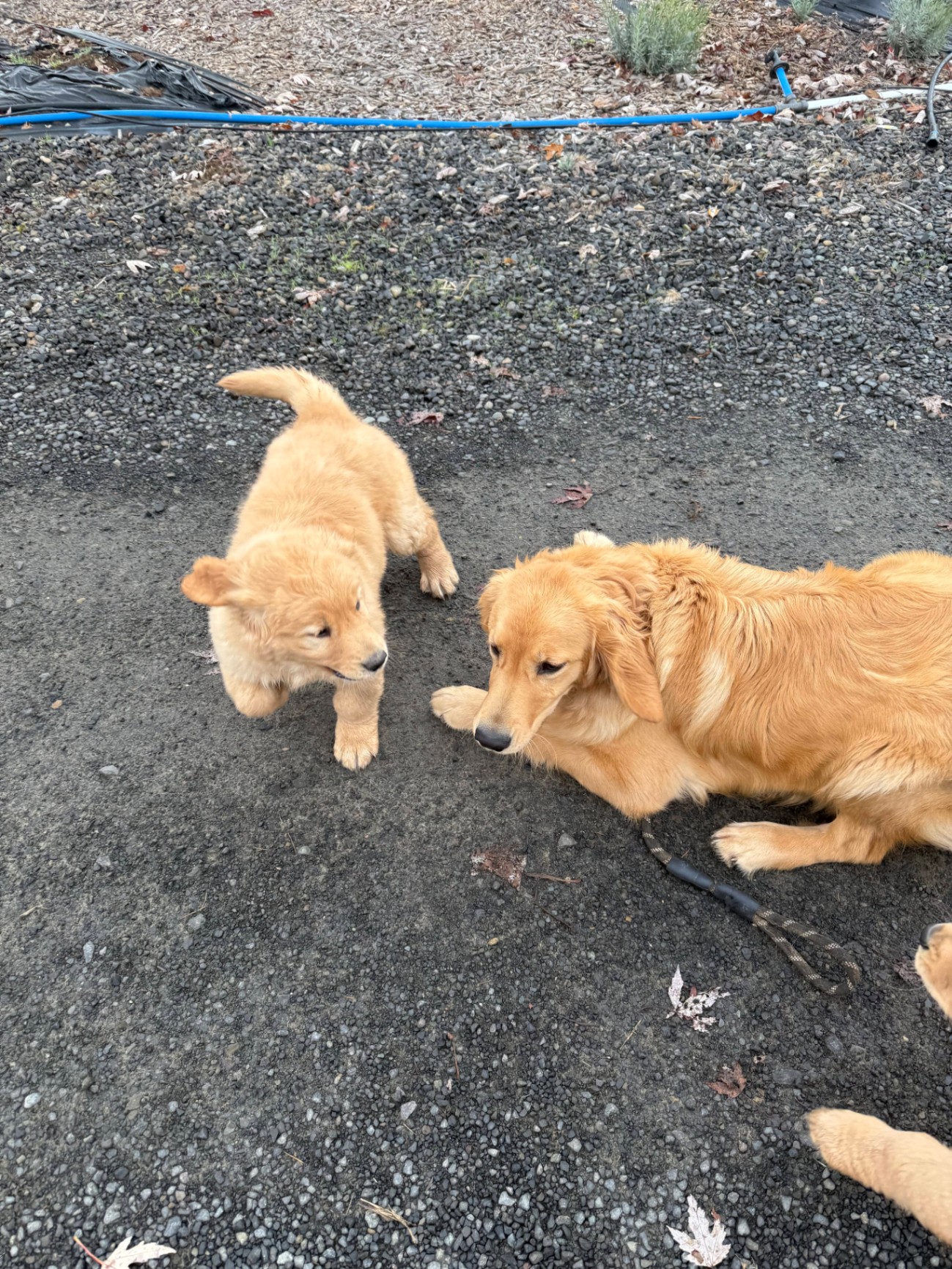 A playful Golden Retriever puppy and an adult Golden Retriever