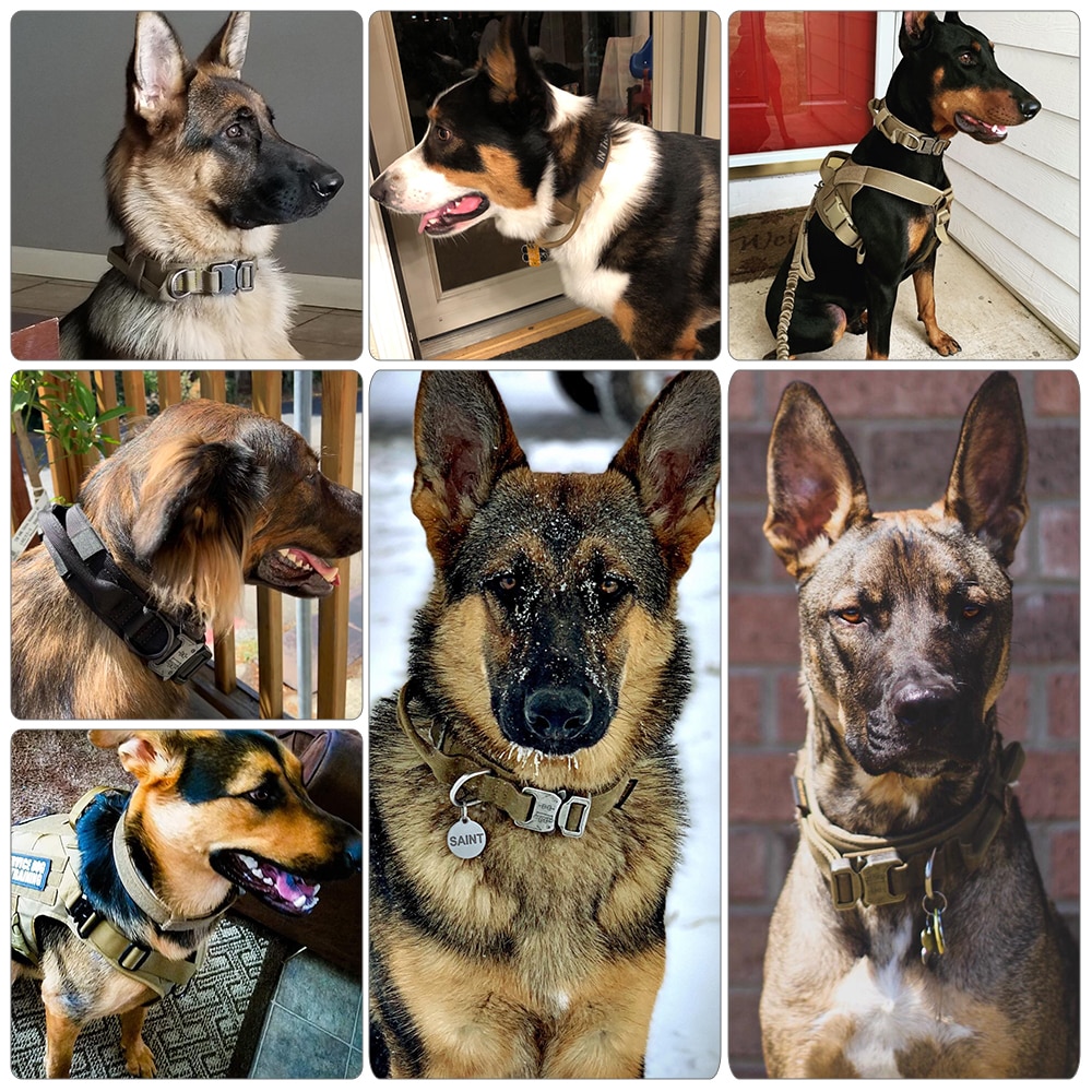 Large-Breed Dogs in Tactical Collars and Harnesses
