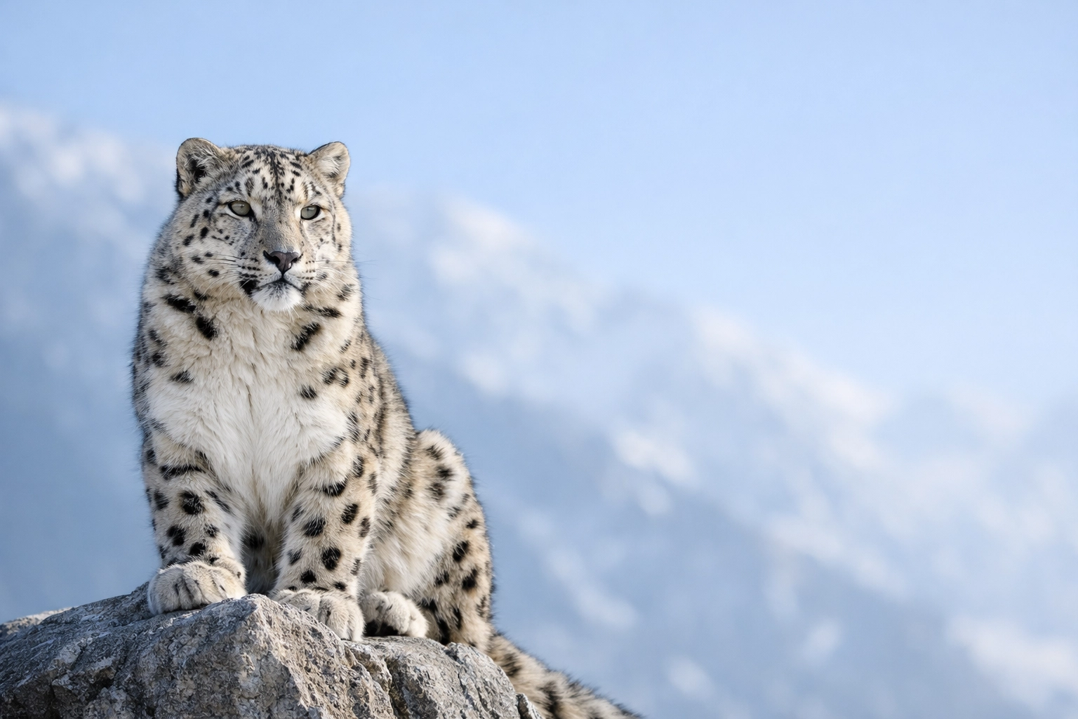 Majestic snow leopard on a mountain rock highlighting simple and powerful wildlife photography.