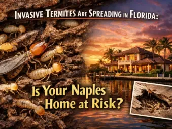 termite-risk-naples-florida-waterfront-home.webp