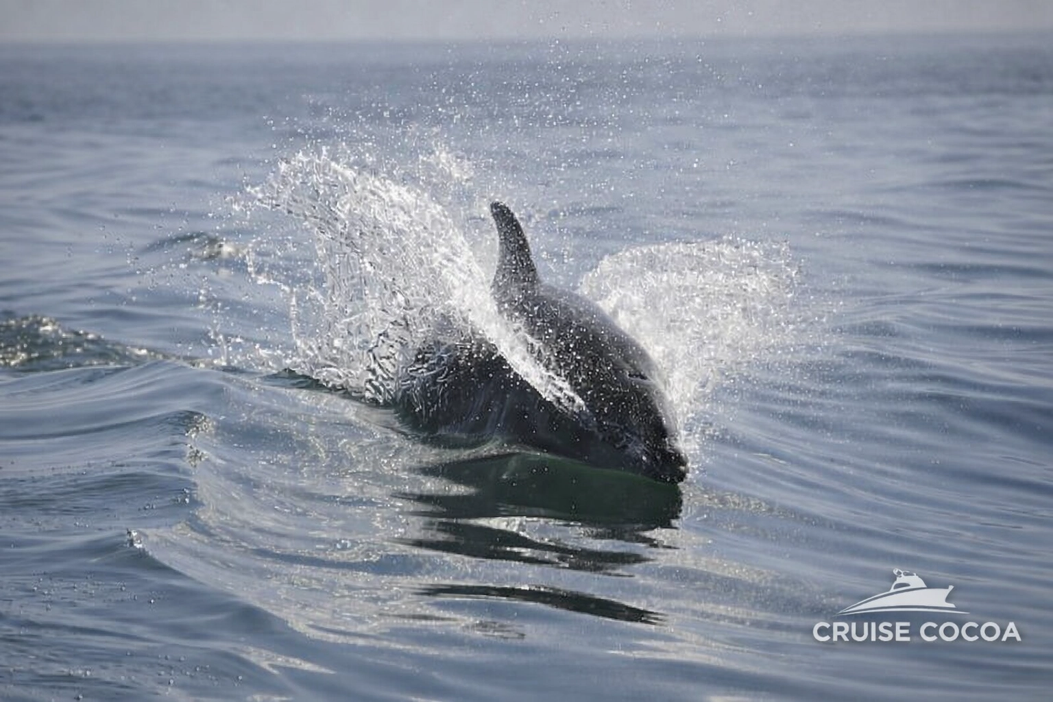 Bottlenose Dolphin Sightseeing