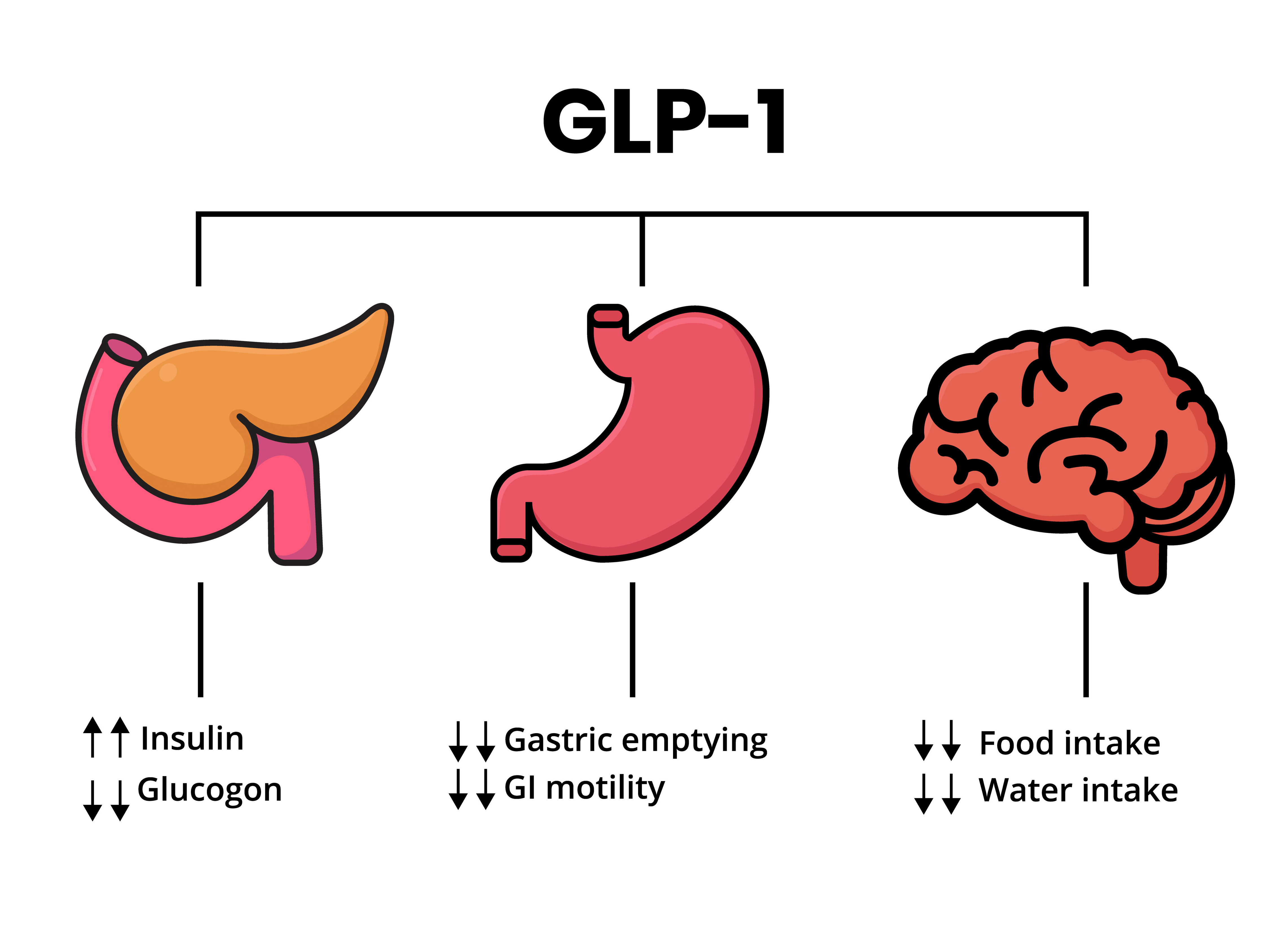 GLP-1 Mechanism of Action Diagram