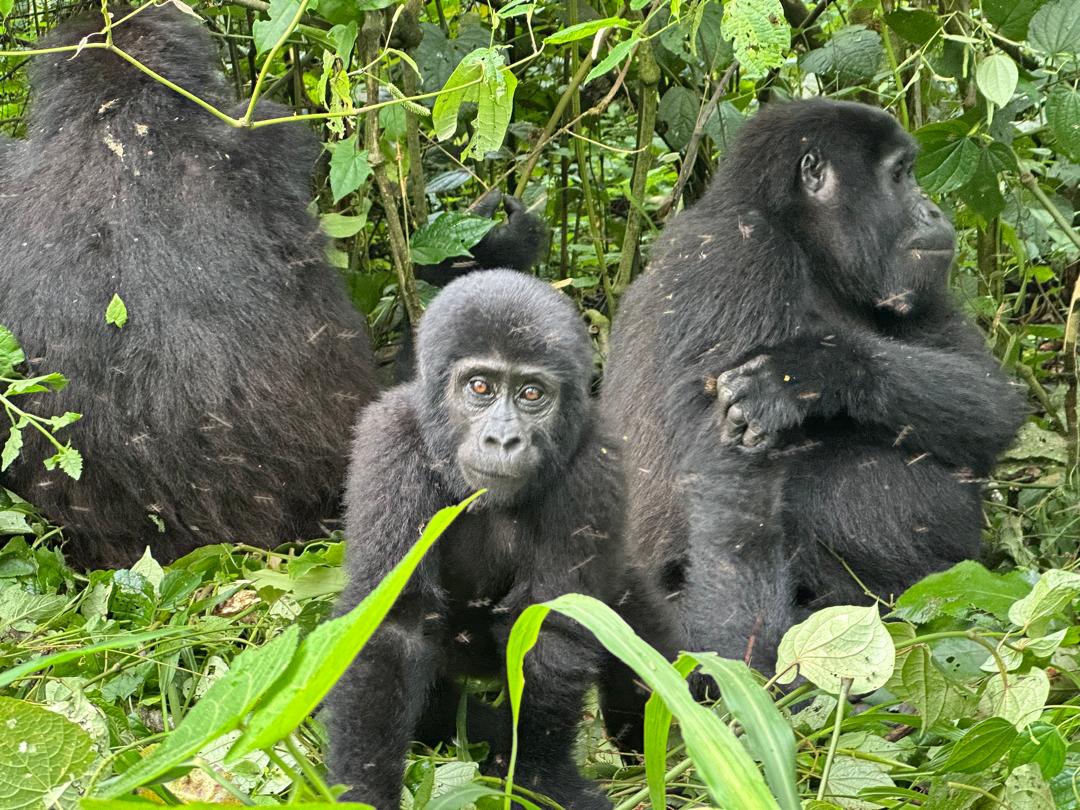 Mountain gorillas in Bwindi — Rushaga sector highlights and easier treks near Orugano Bwindi Lodge.