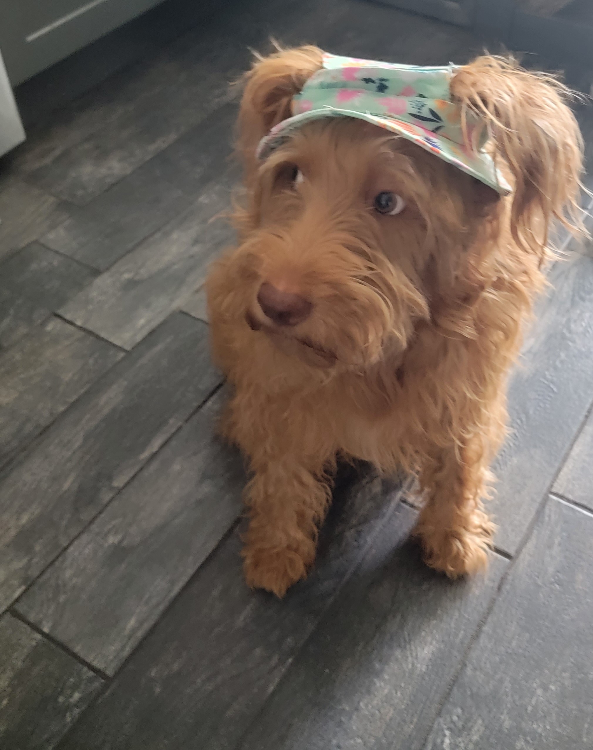 A fluffy dog wearing a colorful visor, ready for a fun day outdoors. Perfect for highlighting pet-friendly luxury beach experiences at Barefoot Philosophy.