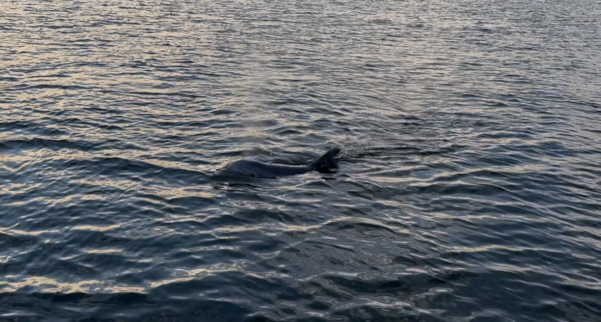 Dolphin Surfaces in Indian River Lagoon