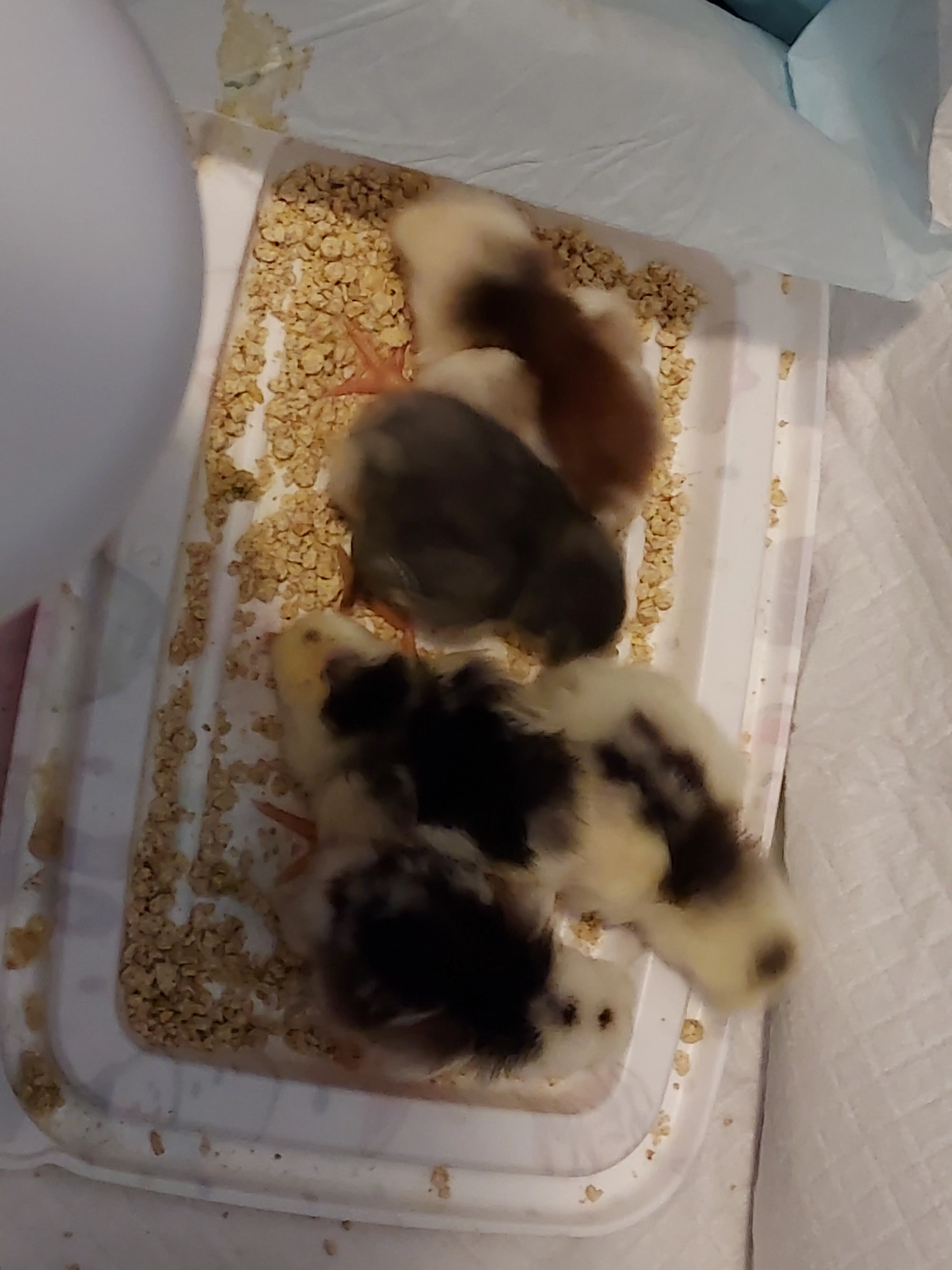 Newly hatched chicks of various colors gathered closely together in a brooder tray, pecking at crumbled feed.