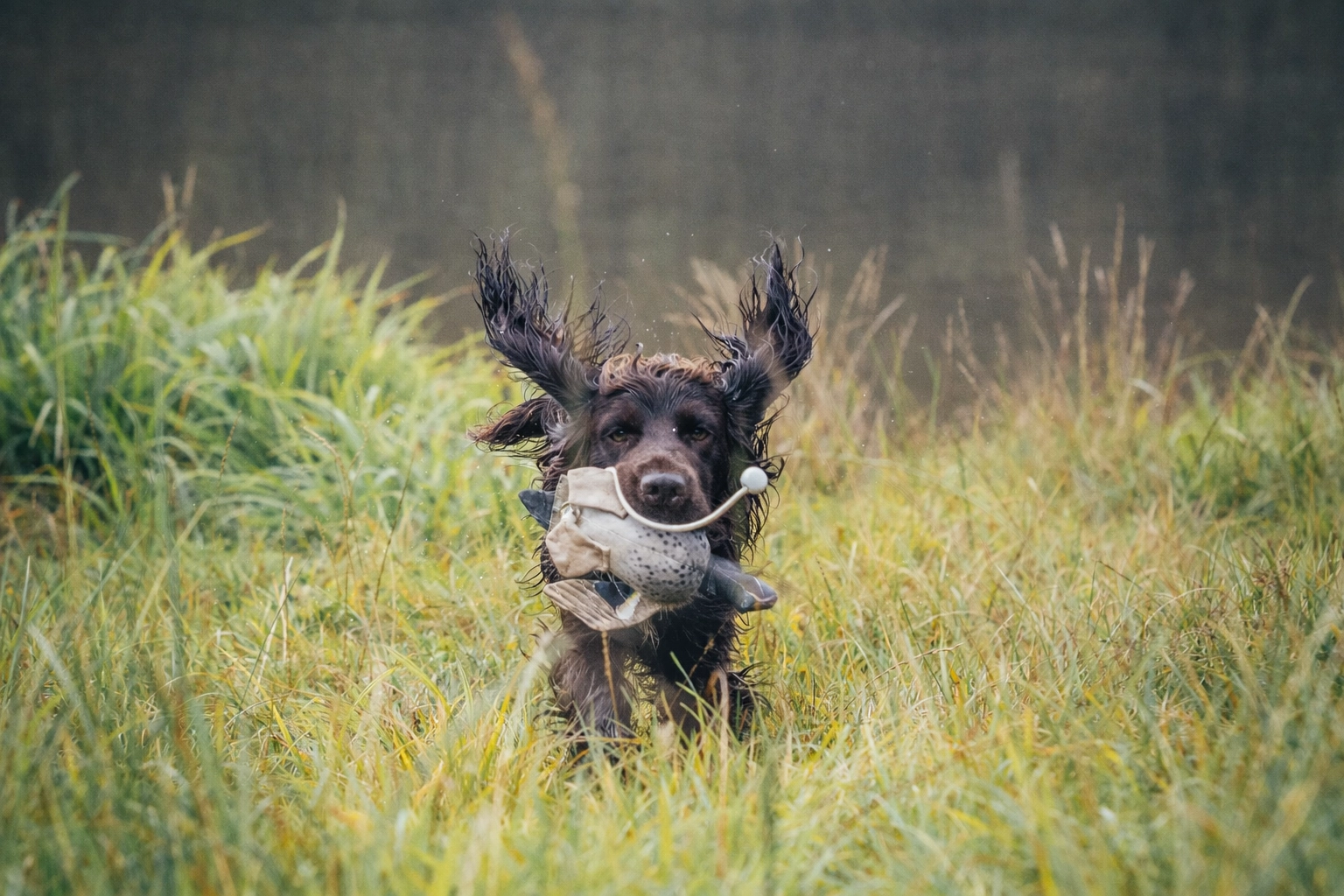 spaniel-retrieving-training-dummy-long-grass-gundog-coach.webp