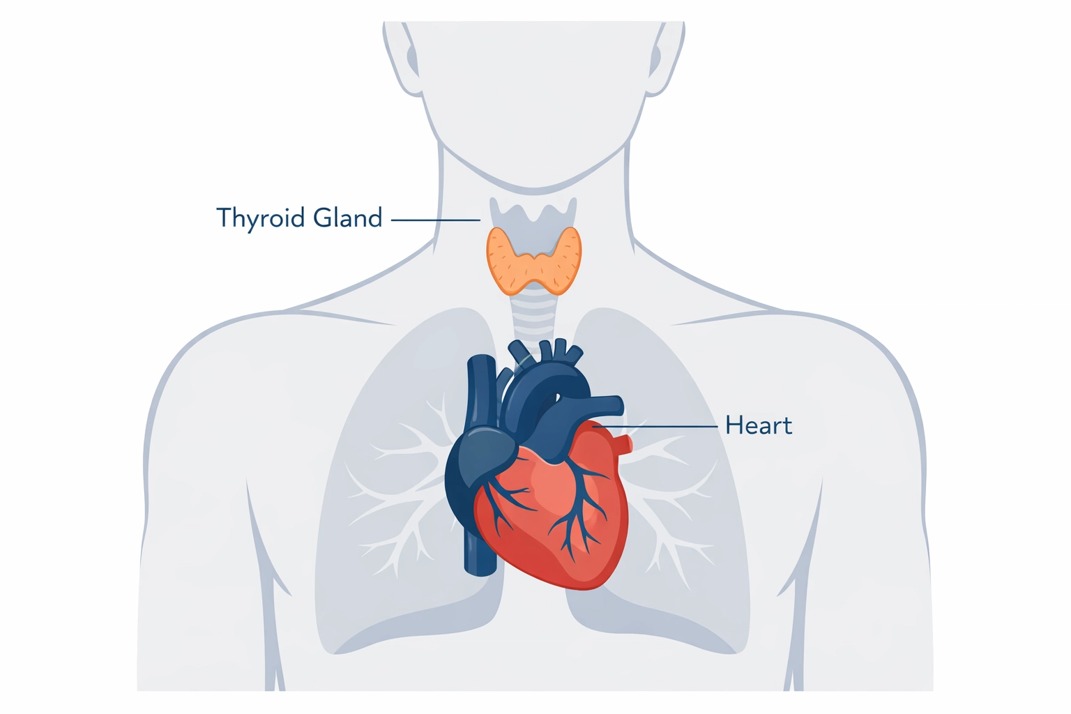 Medical illustration of the heart and thyroid gland showing potential physiological causes of palpitations.