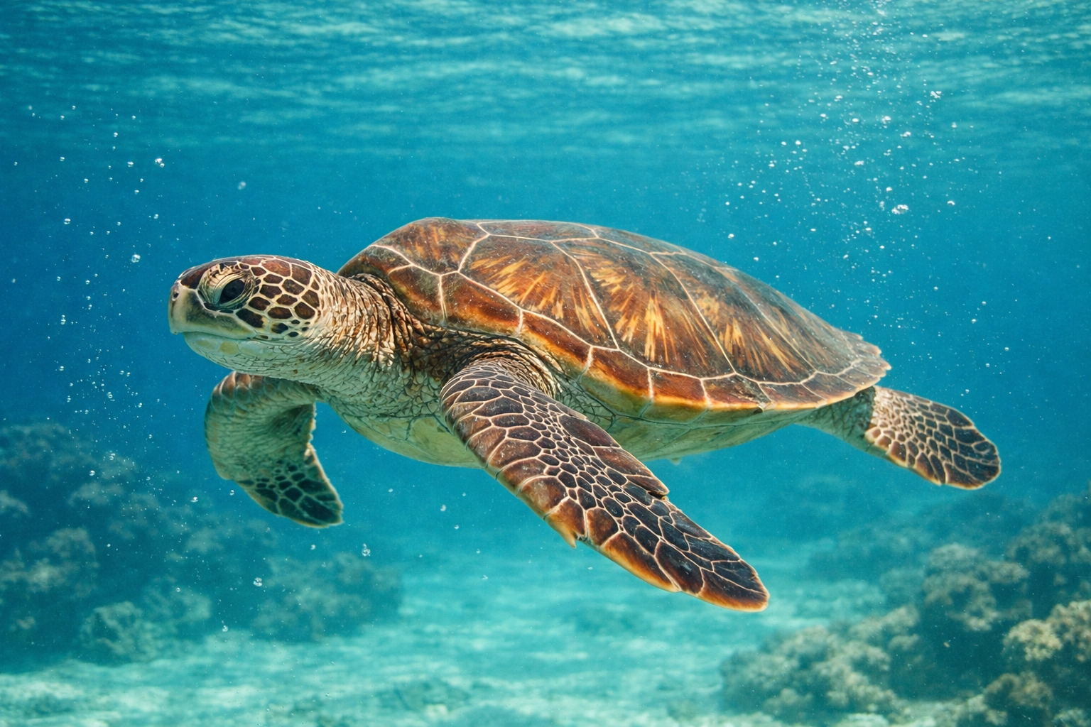 Green Sea Turtle swimming in an aquarium, captured clearly without glass reflections or glare.