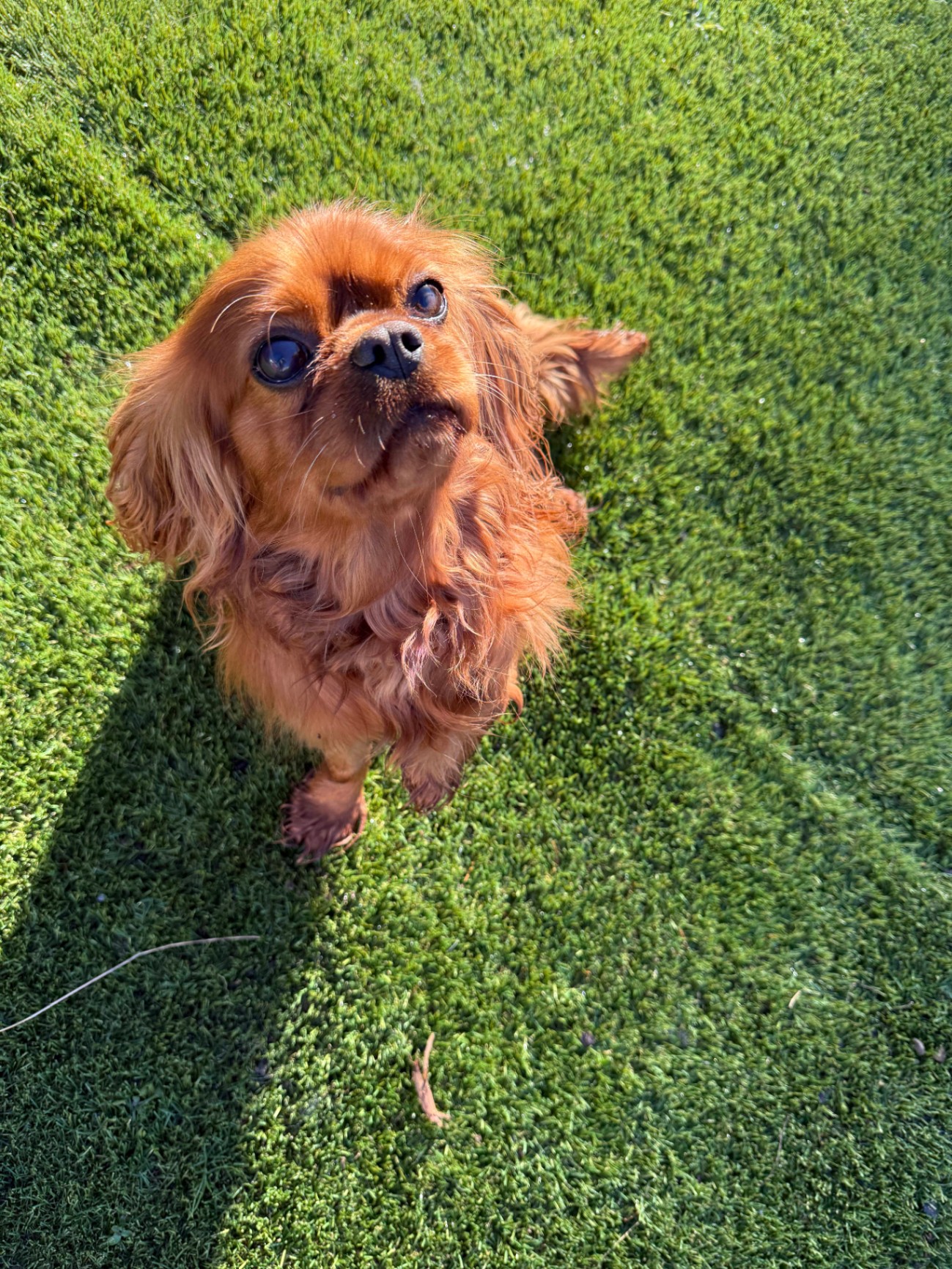 A small, reddish-brown dog with long ears