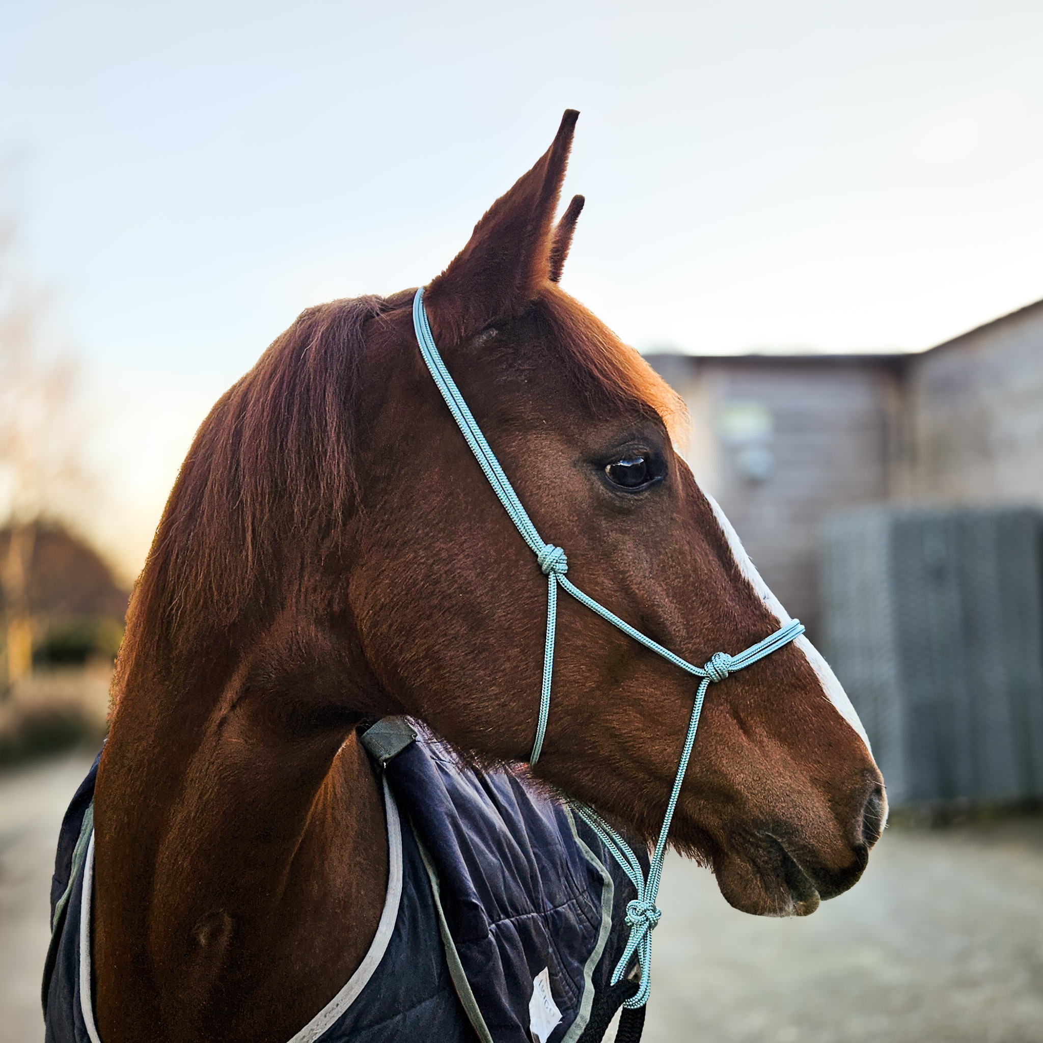 Patsy, 15.2hh Chestnut Irish Draught, wearing the Sea Foam Precision All-Weather Rope Halter by Ponies and Pups