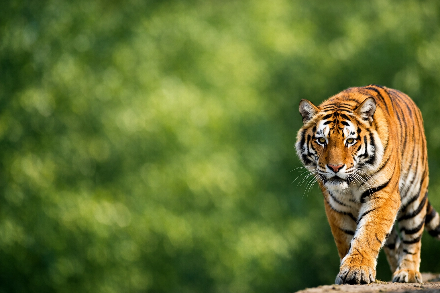 Tiger stock photo with negative space for text, perfect for digital media and web headers.