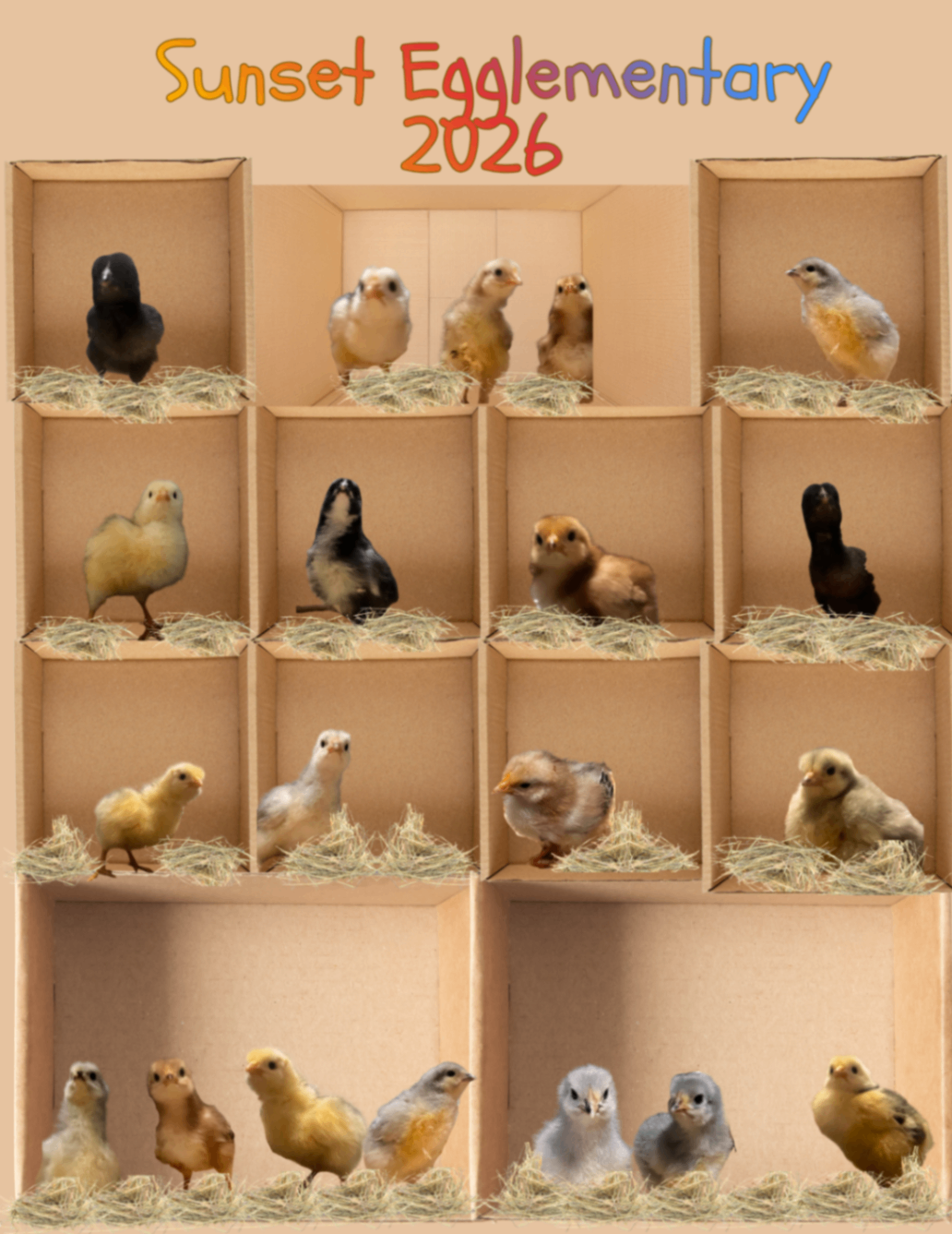 Sunset Egglementary 2026 - Playful Chick Display