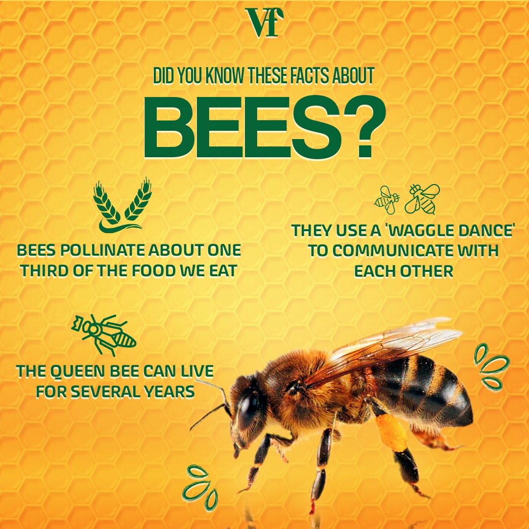 Educational Bee Facts Graphic