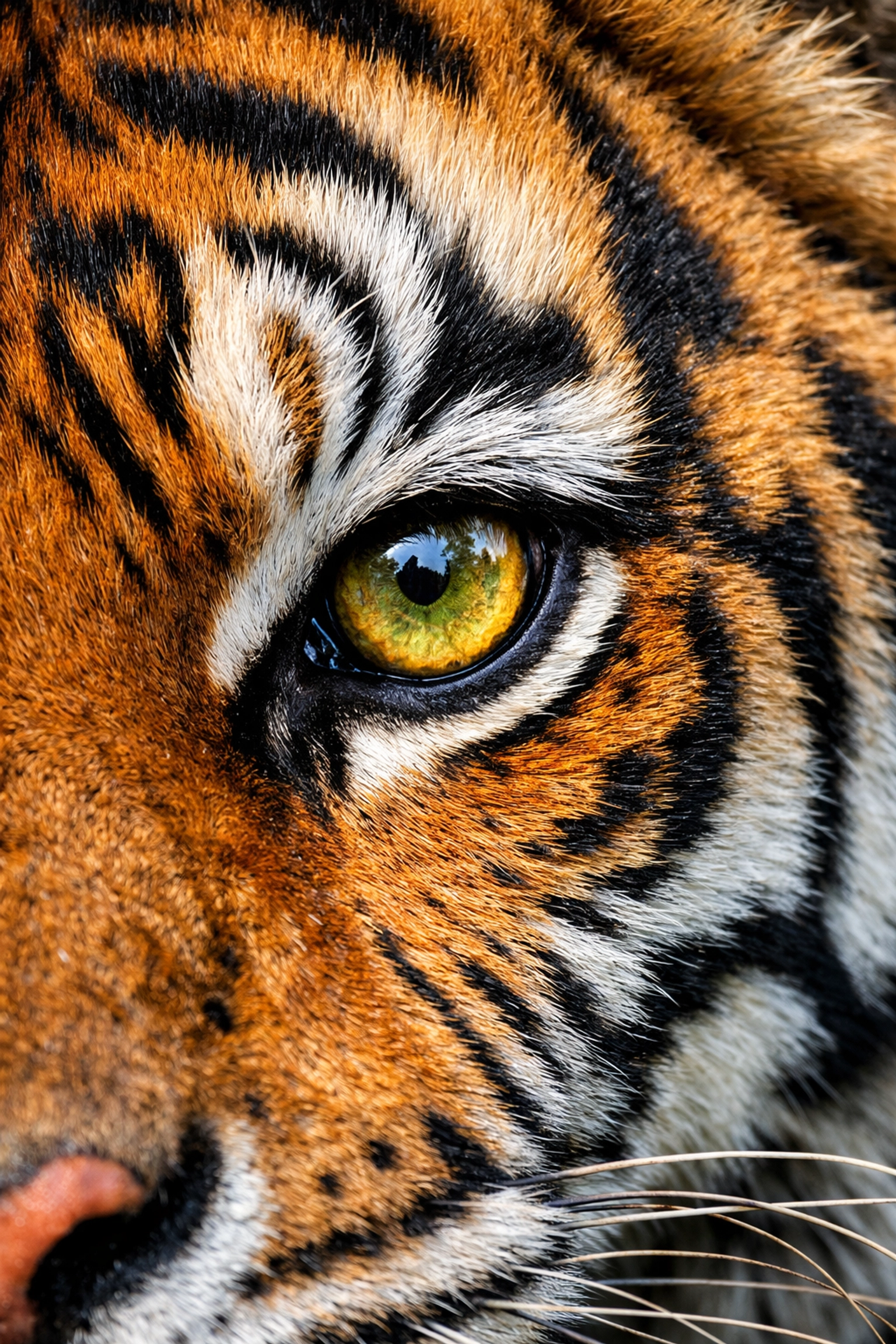 Sharp close-up of a tiger's eye and orange fur, illustrating high-quality animal media for zoos.