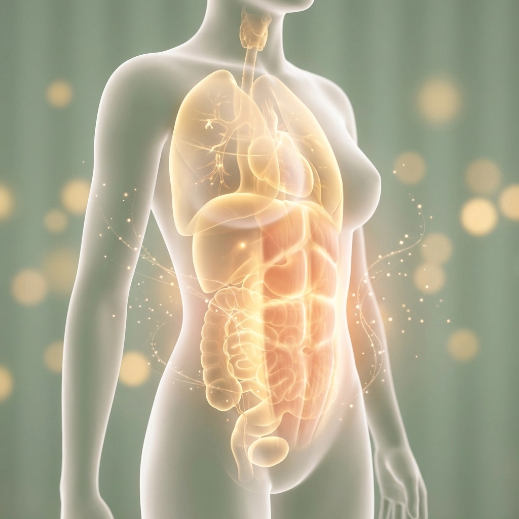 Medical illustration showing the internal healing and anatomical recalibration of the core during postpartum recovery.