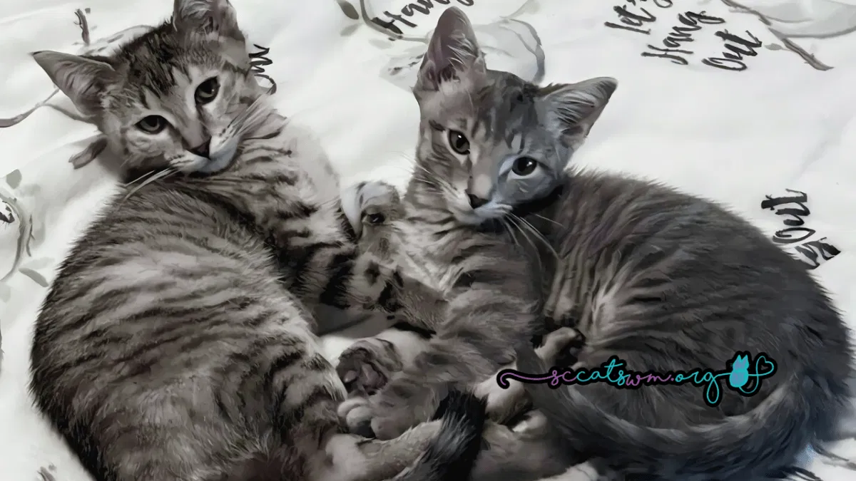 Two young kittens sit close together outdoors in natural light, capturing the busy reality of kitten season in West Michigan.