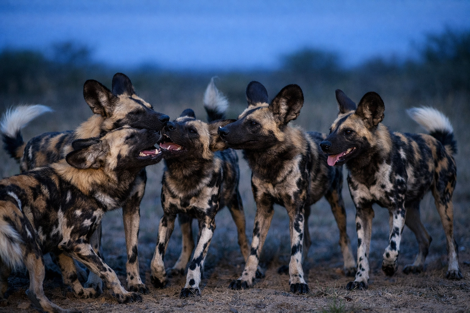 A pack of African Wild Dogs interacting at dusk, showcasing the unique patterns and social bonds of the species.