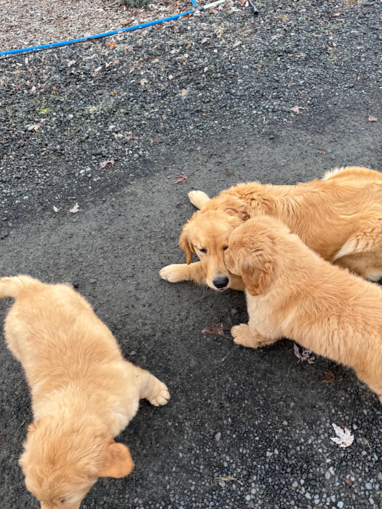 Three Golden Retrievers at Play