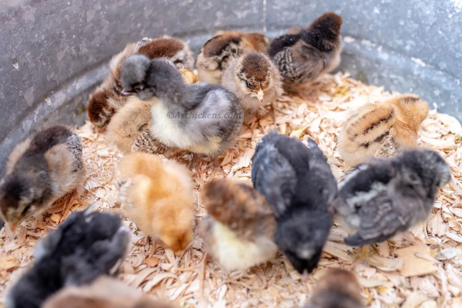 Healthy day-old chicks in a professional galvanized brooder setup
