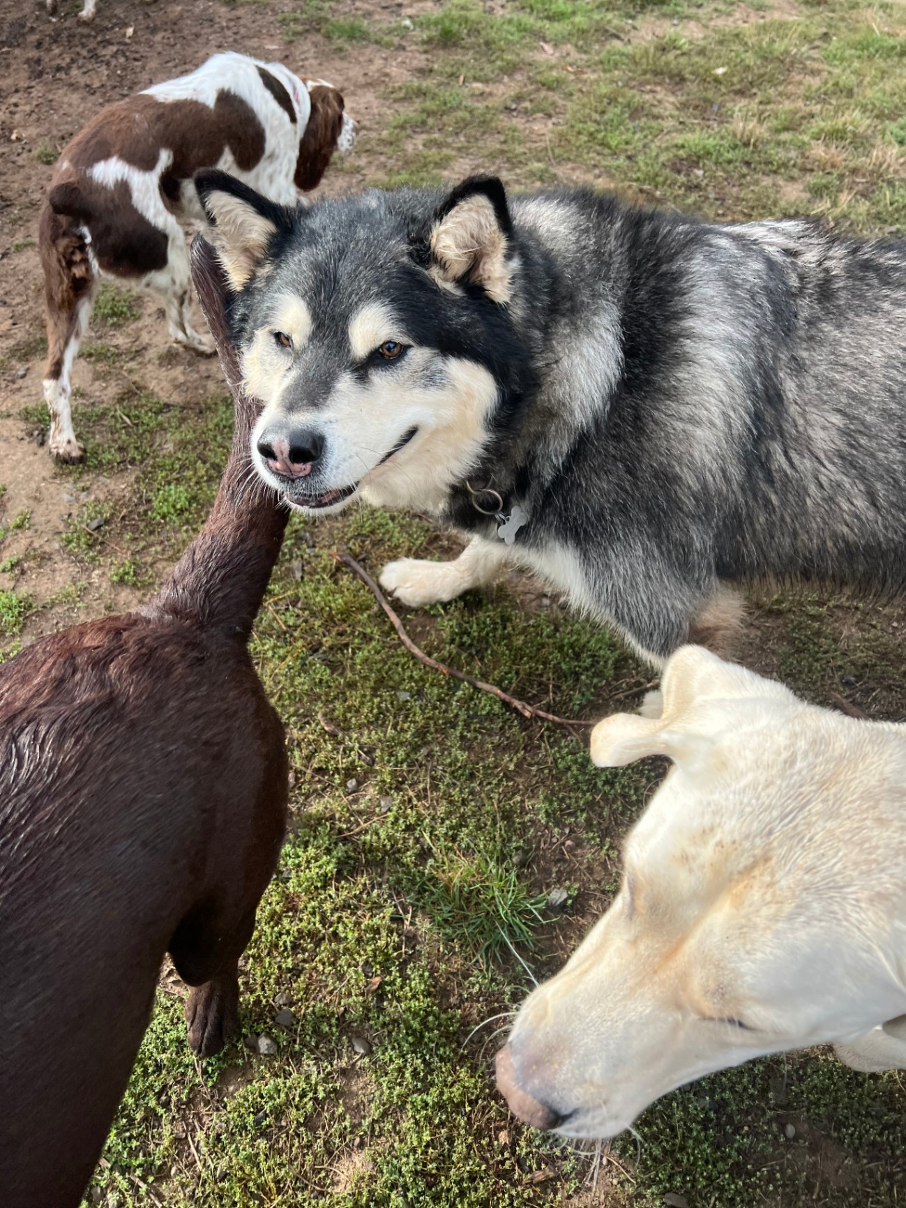 Four dogs socializing at Green Acres K-9 Resort