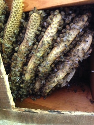 Large active beehive inside house