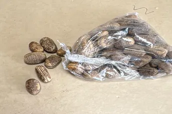 Raw Ogbono Seeds