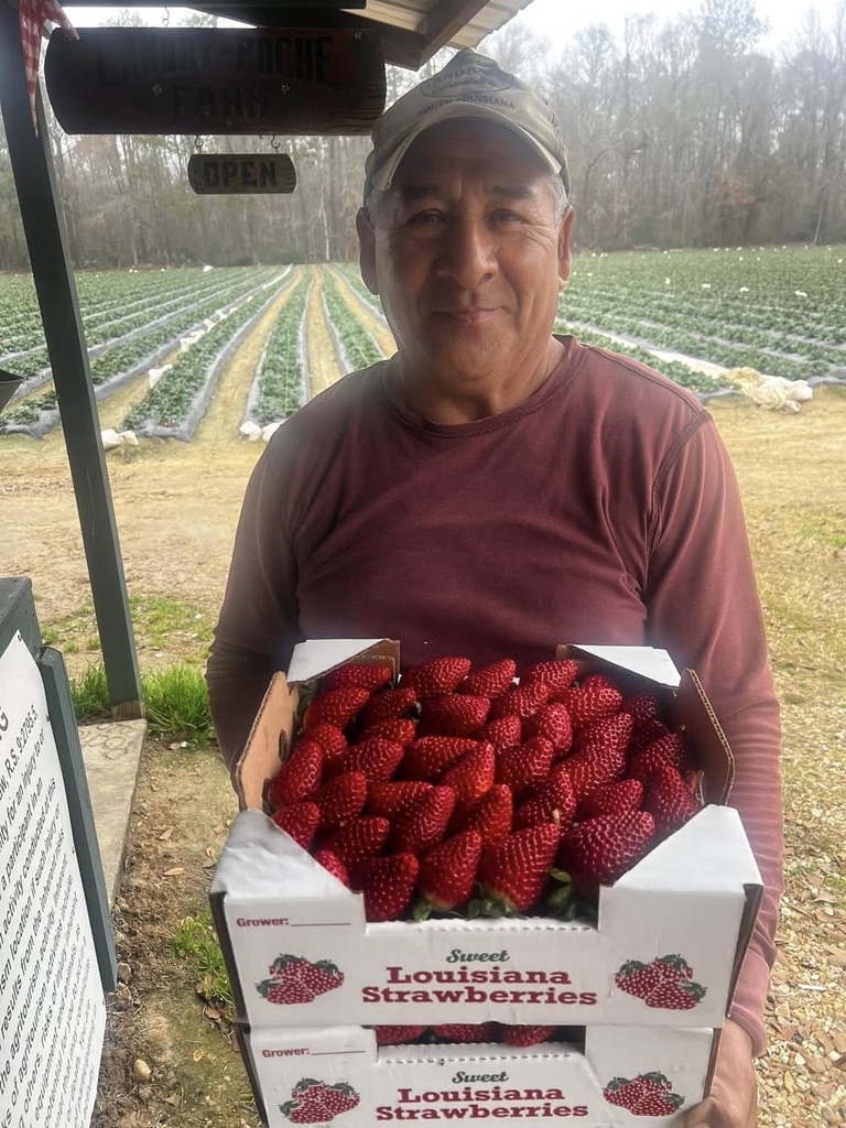 Fresh Louisiana Strawberries