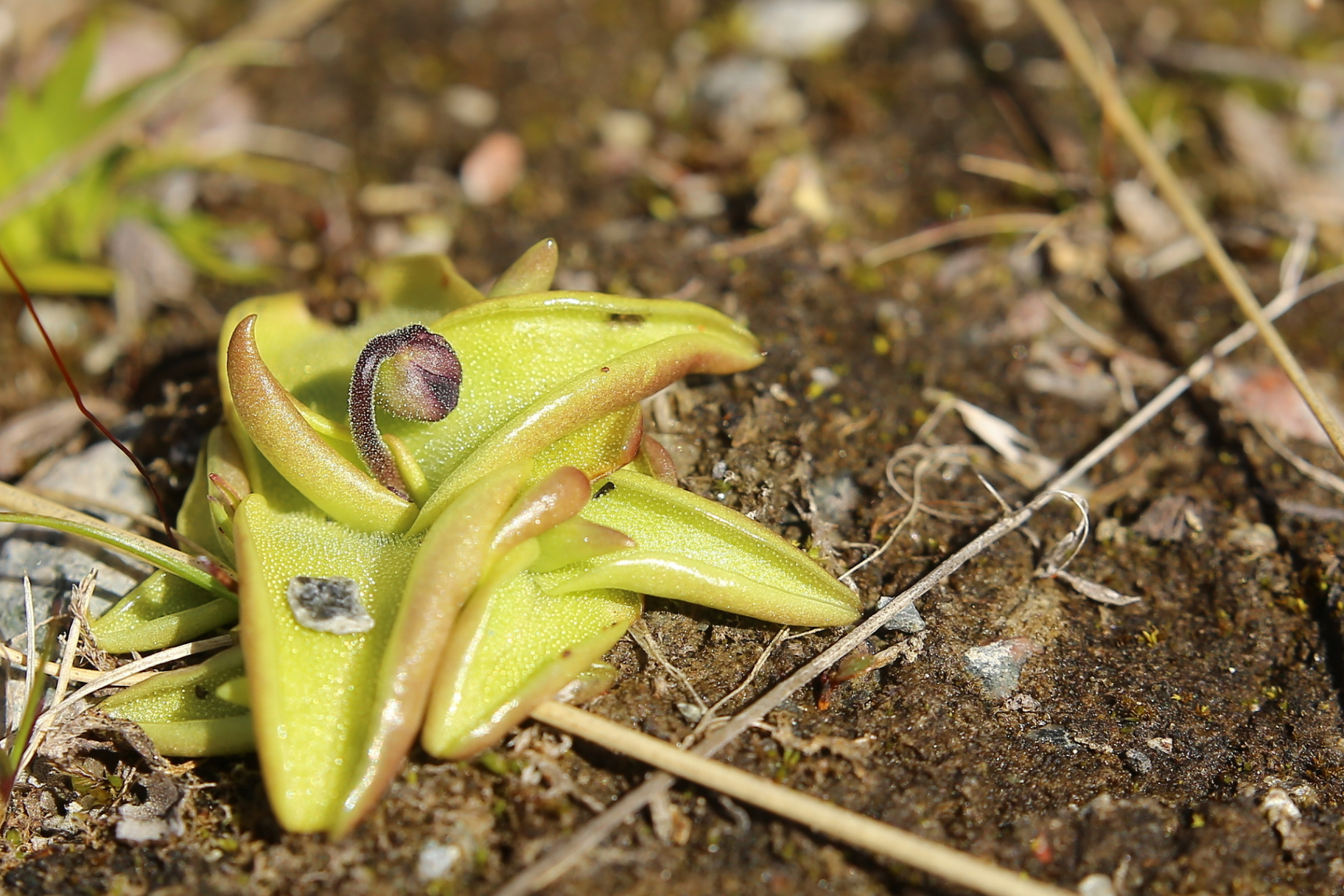 Pinguicula Pinguicula, also known as a butterwort, is a carnivorous plant with lime-green, sticky leaves used to trap and digest insects. The plant is growing in nutrient-poor soil, showcasing its compact rosette form and a developing flower stalk. This species is suitable for collectors interested in low-maintenance carnivorous plants.