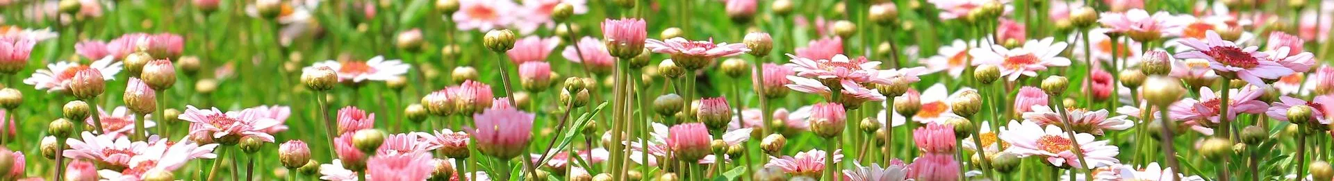 A lush field of blooming pink and white daisies, symbolizing hope and renewal