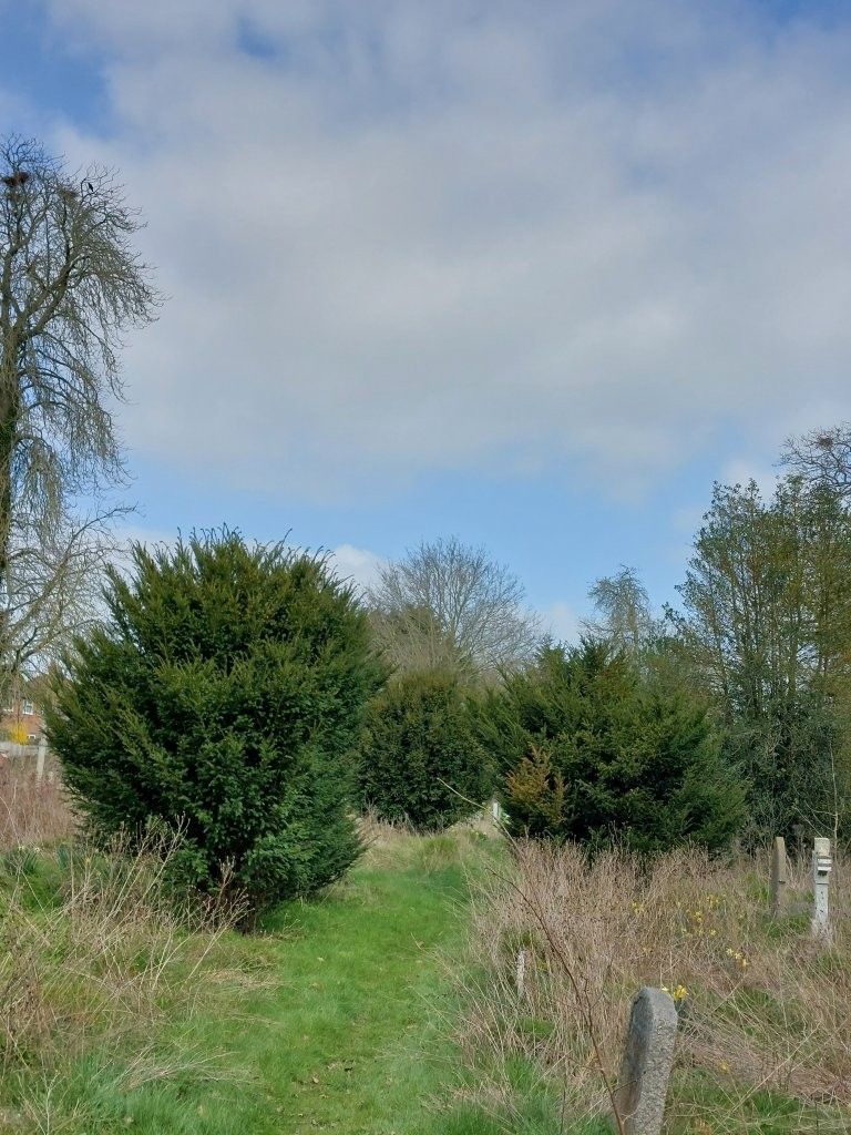 Close-up of the ancient yew tree's textured reddish-brown bark with twisting grain.