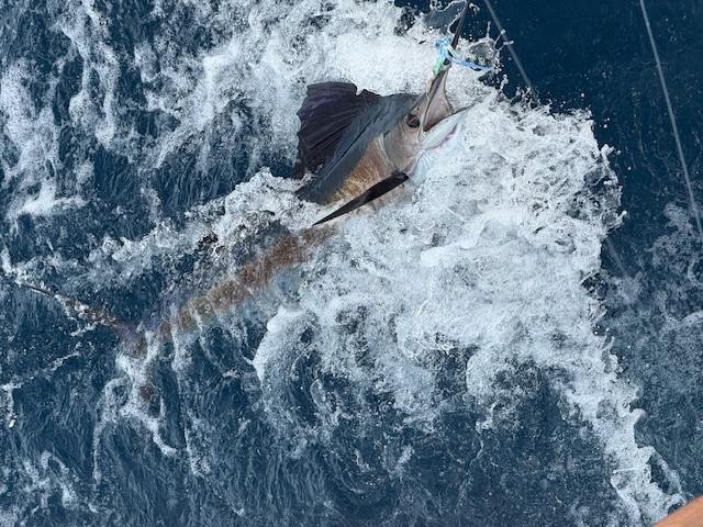 Sailfish Thrashing at the Boat