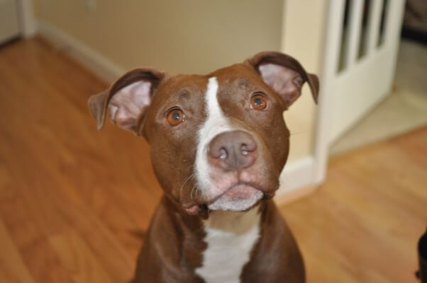 Cyril_Pluche A brown and white dog with a white stripe on its face sits indoors on a hardwood floor, looking up with a gentle and curious expression.
