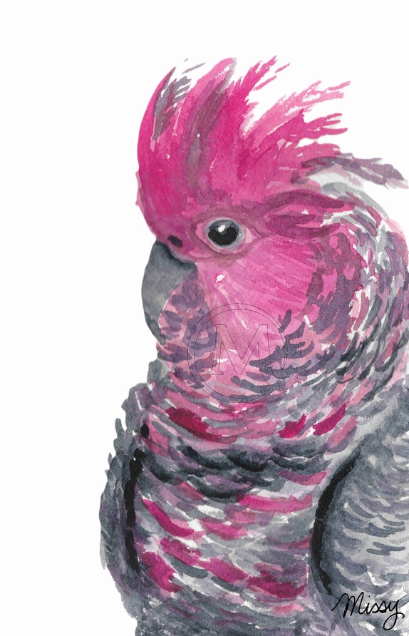 Major Mitchell’s Cockatoo Exclusive Print Set