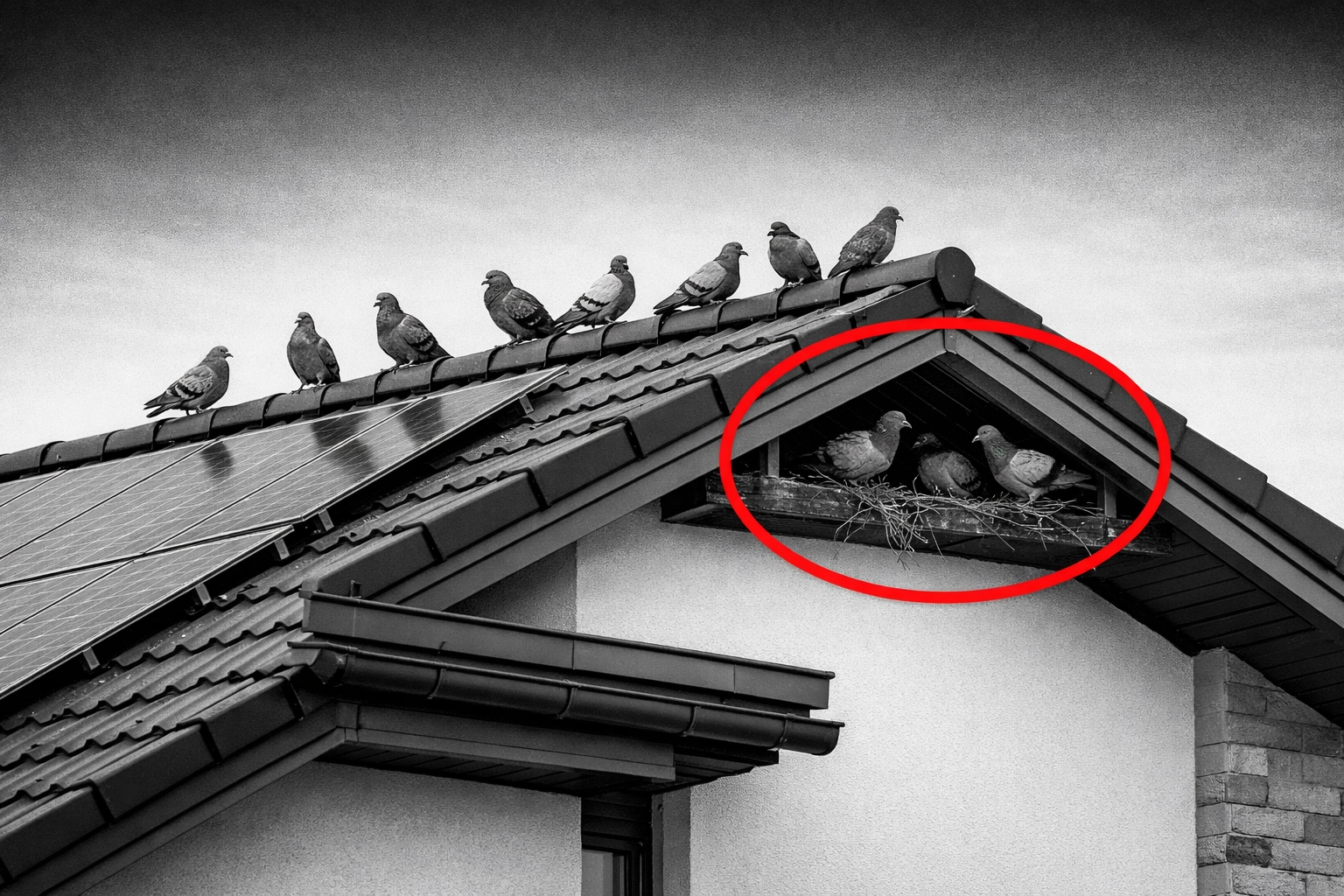 Pigeons on a residential roof in Coolidge, demonstrating the need for professional bird exclusion services.